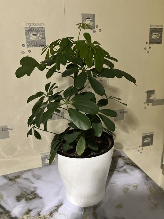 Продаю цветы шеффлера