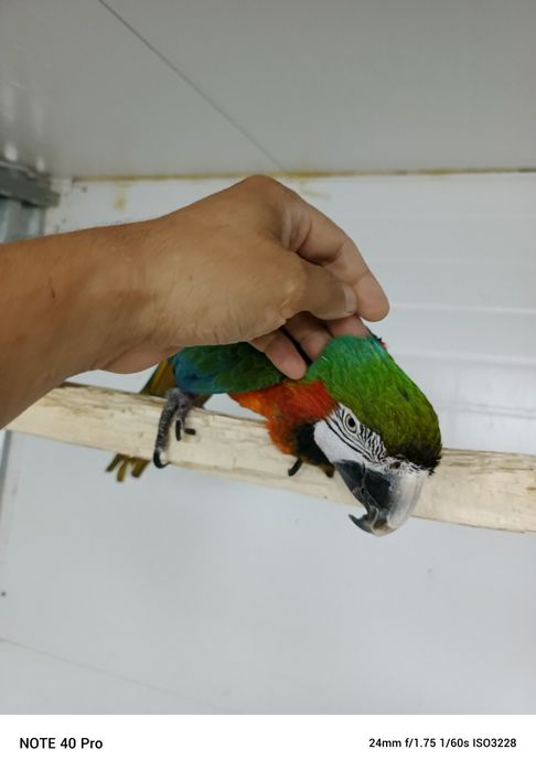 Продам ручного ару