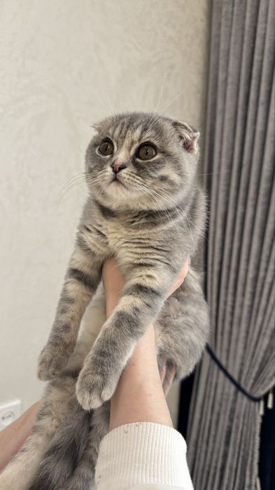 Кошка Скотиш Фолд