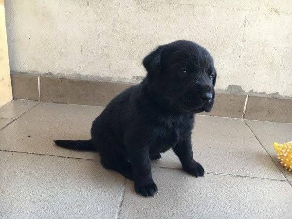 Чистокръвни Кане Корсо