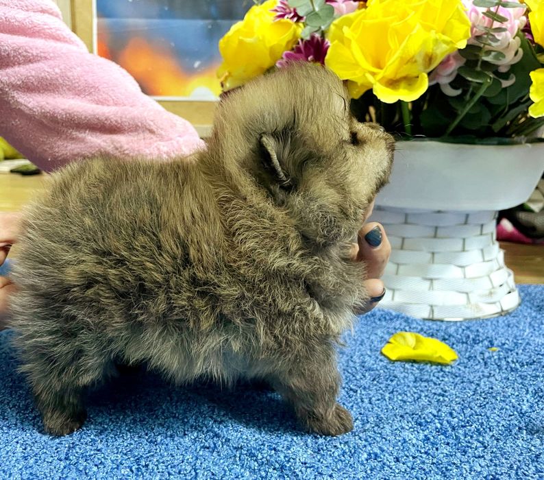 Щенки померанский шпиц