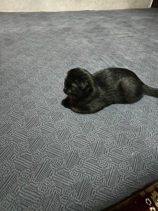 Jinsiy aloqa Dik mushuk foto