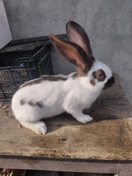 Disponibili fluture german 3 luni