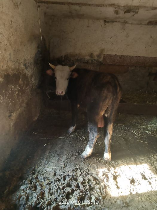 Продам хорошего быка