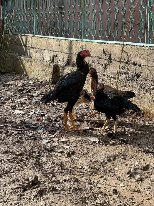 Дакандар сатылады