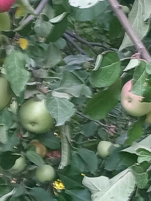 Сдам дачу на кривом озере