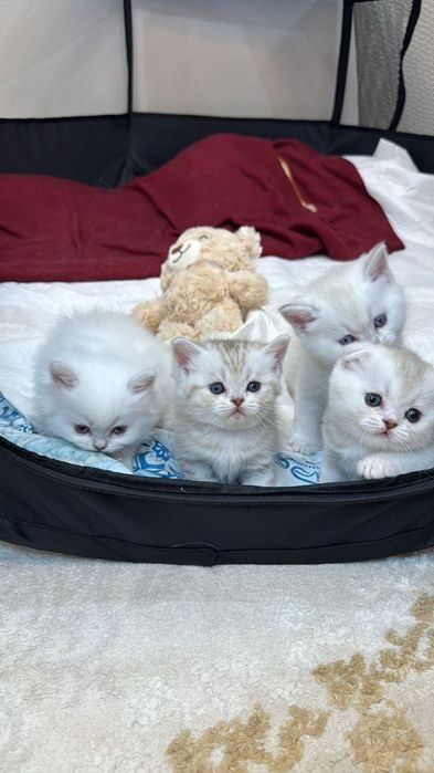 Вязка. Шотландский вислоухий кот.