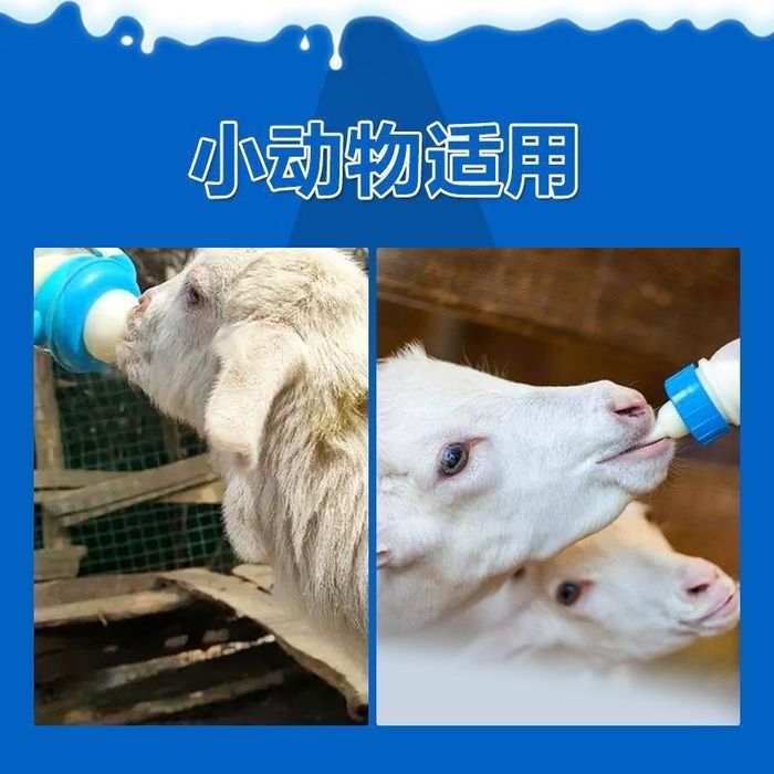 Лақтарға,  қозыларға сүт беру