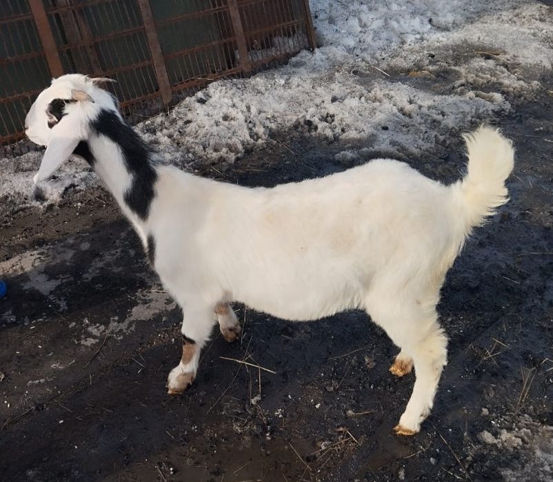 Козочка 9 месяцев