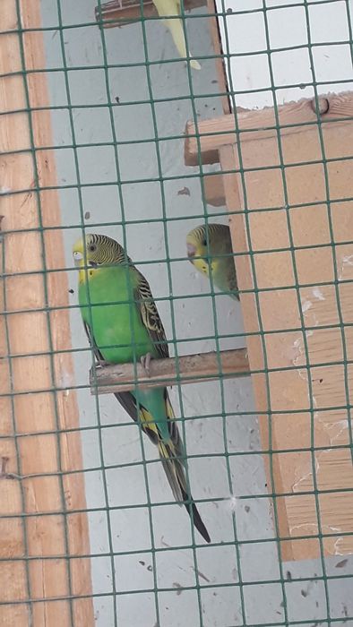 To'tiqush (turli ranglarda)