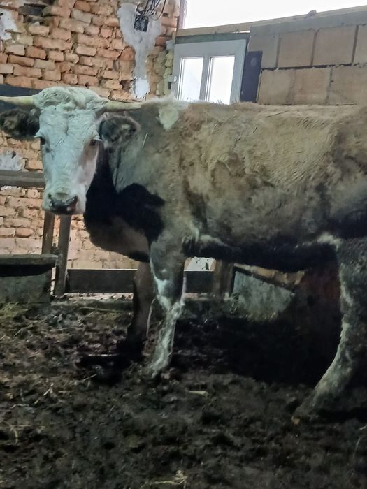 Vând juninca gestanta