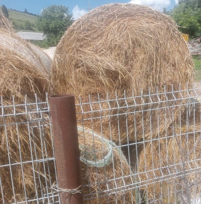 Baloti 300-350 kg 2025