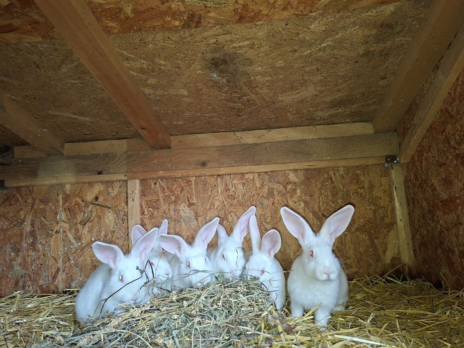 Hycole de 2.5-3.5 luni