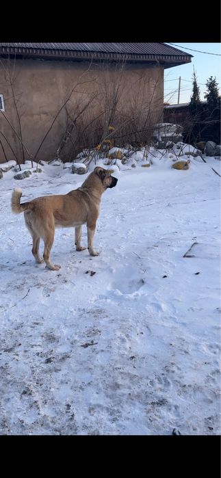 Алабай ит сатылады линиясы бар ургашы