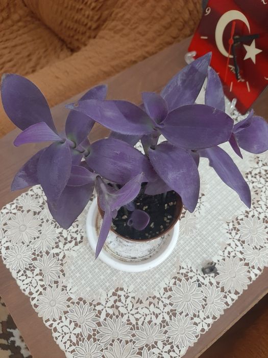 Комнатные цветочки