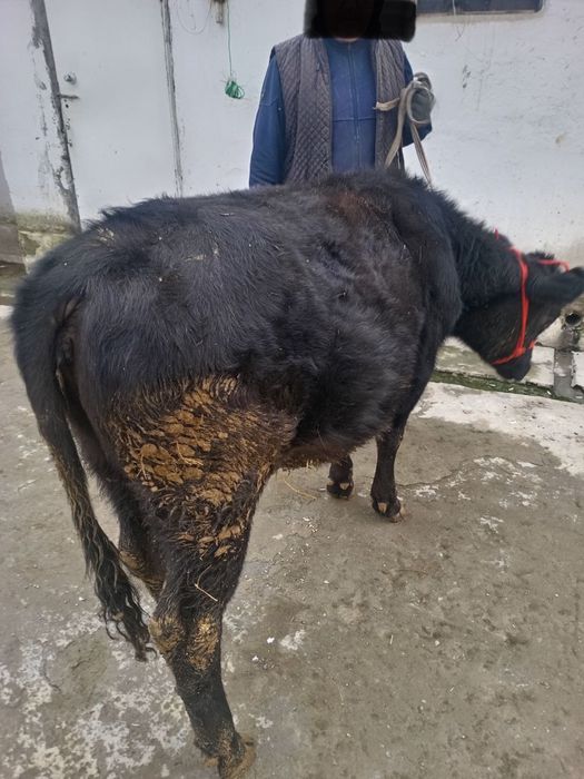 Продается Ангус телка