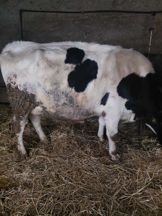 Vand vaci si jurinci