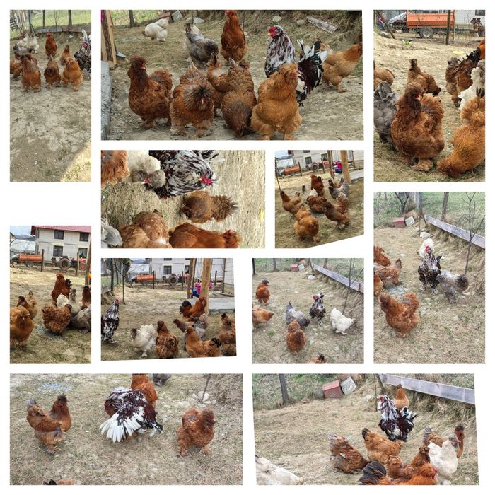 Vind oua pentru incubat 10lei bucata