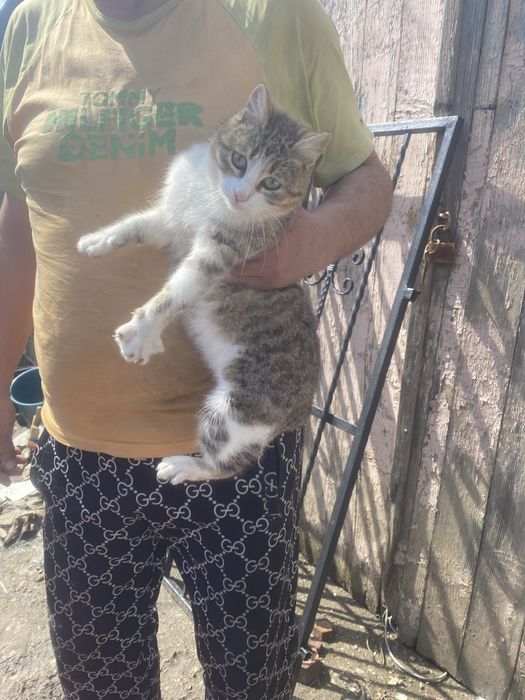 donez pisicuta  rasa europeana