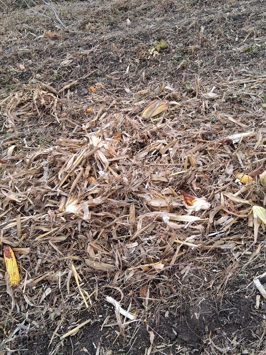 Vnd lucerna fin panusi paie