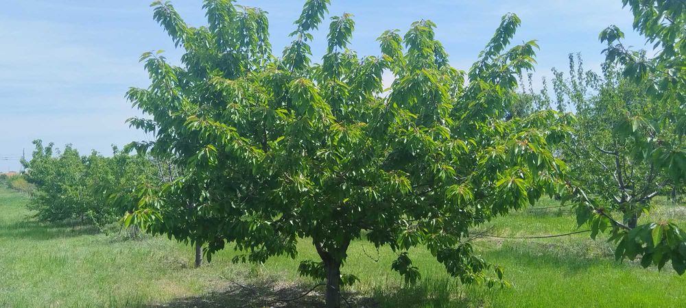 Продава се Земеделски имот в с. Синитово, Област Пазарджик -  кв.м за 2878 €/дка - Снимка #2