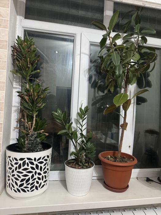 Комнатные растения