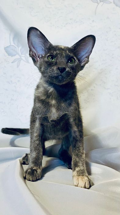 Котята ориентальной породы