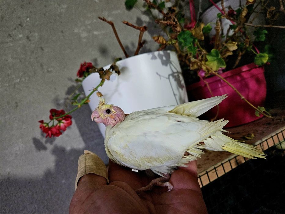 Puiuti de nimfa pentru a fi crescuti la seringa!!