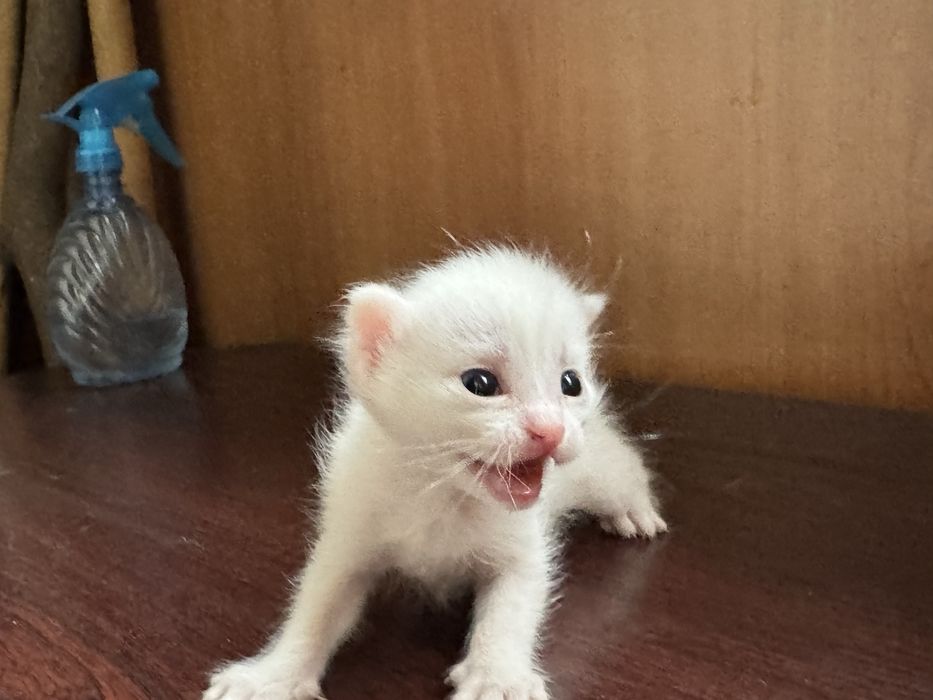 Отдам котенка в добрые руки