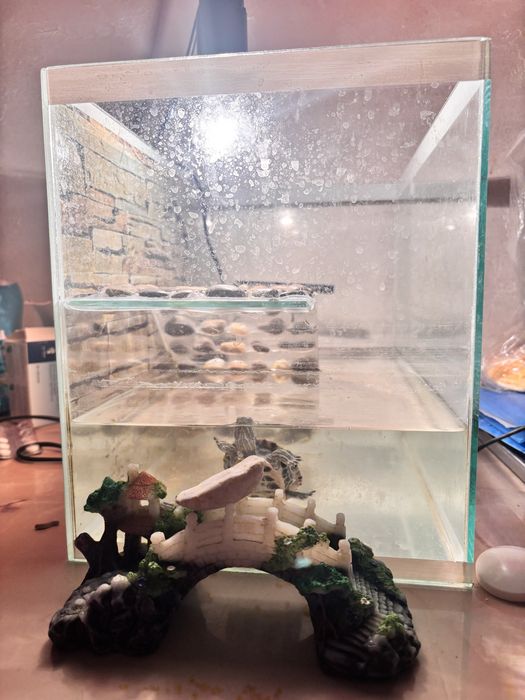 Красноухие черепахи