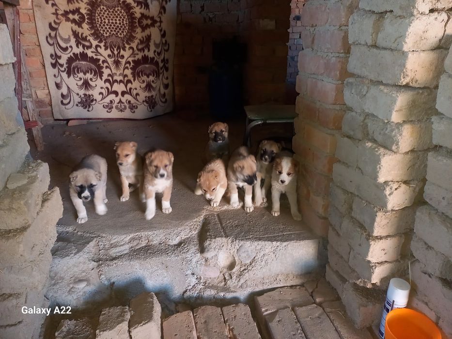 Алабай итлар сотилади