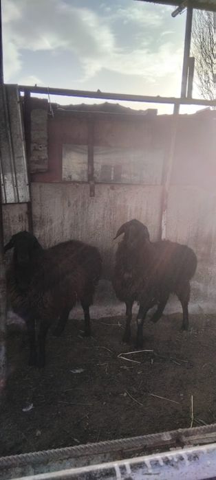 Қой сатылыды семіз