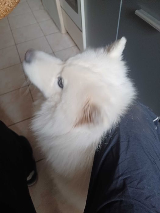 Donez catel rasa Samoyed metis