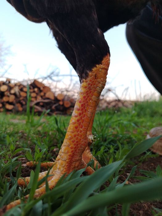 Дакан хороз сотилади