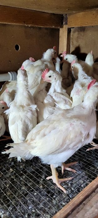 Леггорн стандарт қораздары сатылады