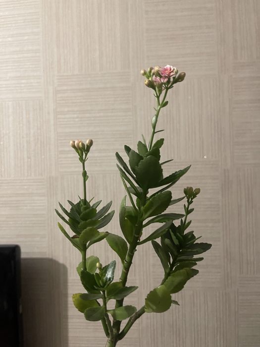 продам каланхоэ