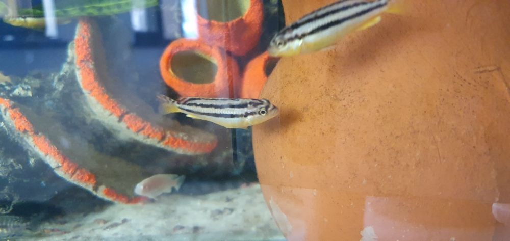 avratus Xishniklar baluni bolasi privaznoy 25 ta