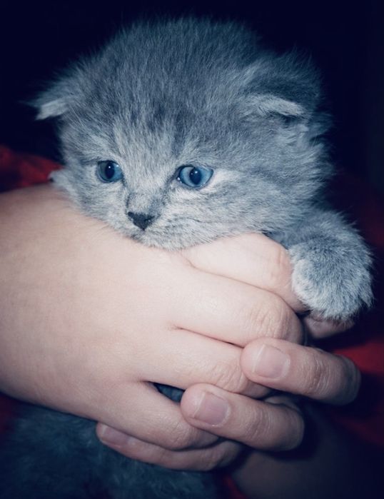 Скоттиш страйт мальчик от правильной вязки