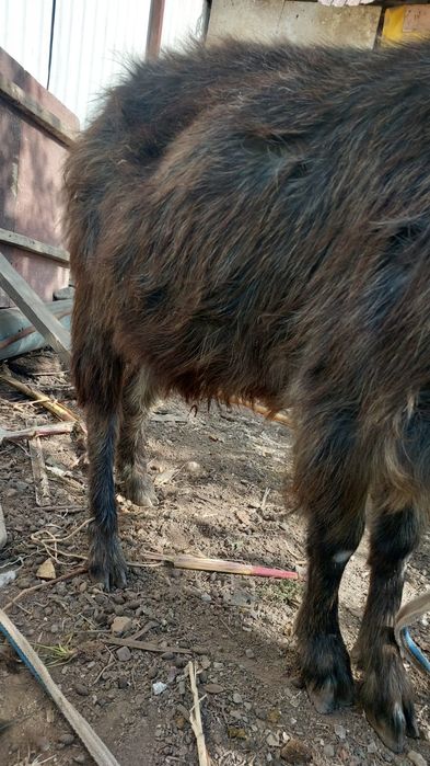 Ешкі лағымен сатылады СРОЧНО!