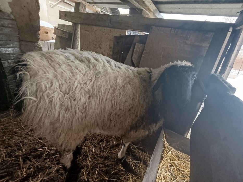 Продам кошкар кастрированный !