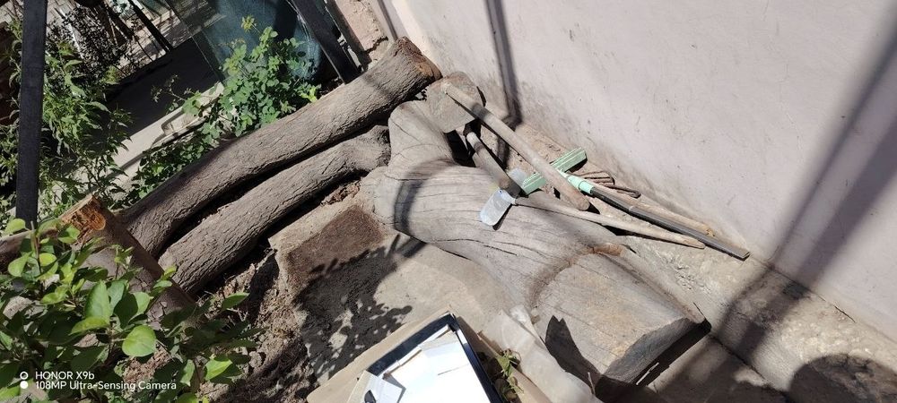 Xezumm sotila urik qurigan kesolilgani