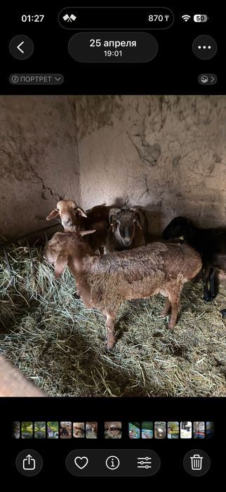 Кошкар 1 жасар байланган