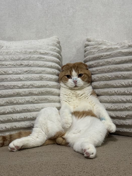 Вязка скотиш фолд