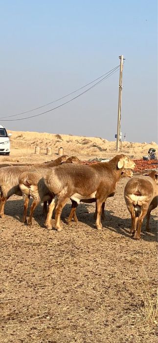 Арашан қошқар сатылымда