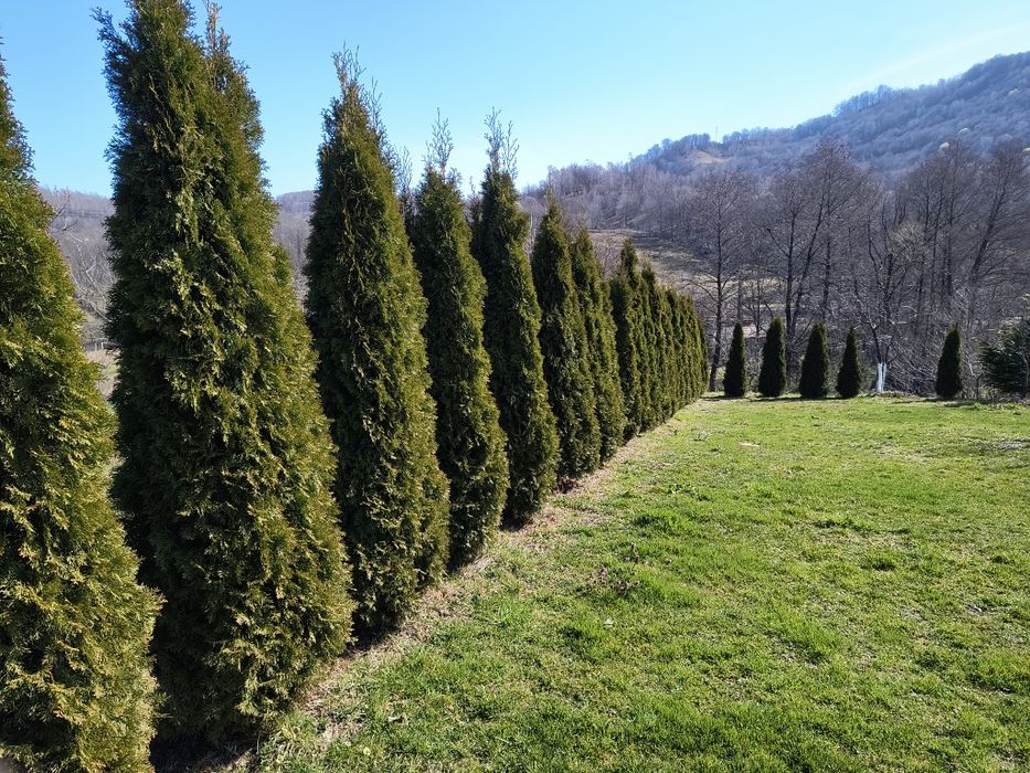 Tuia smaragd  1,8m-2,5m