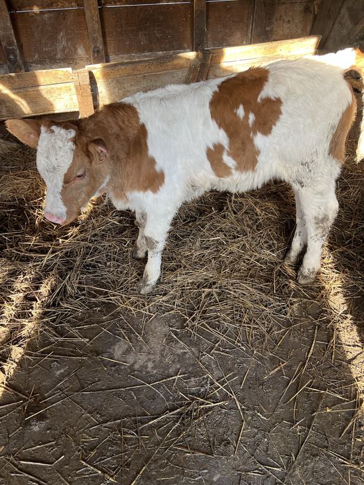 Vând 2 vițele in loc Sâncel jud Alba