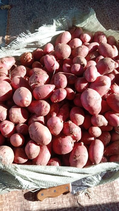 Картофель домашний
