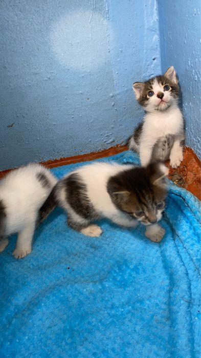 Котята Мальчики