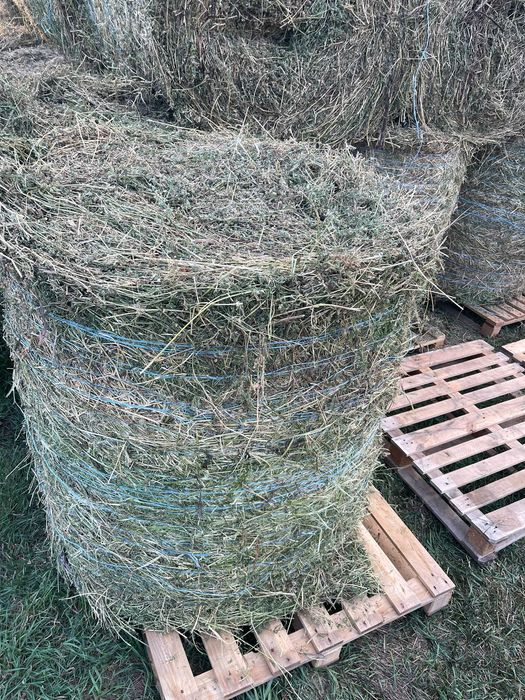 Baloti lucerna eco uscata sau infoliatia (semifân) pret/kg