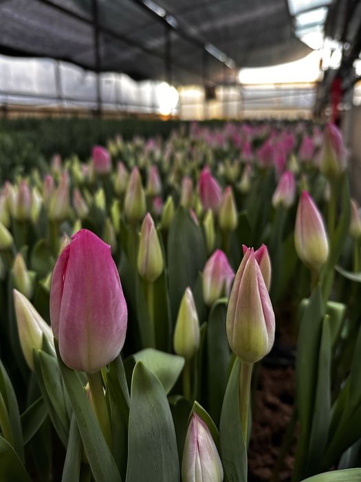 Тюльпаны оптом и розницу